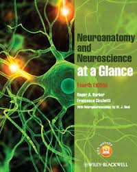 neuroanatomy and neuroscience